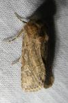 Luperina nickerlii