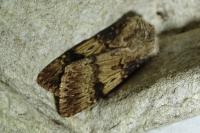 Agrotis puta