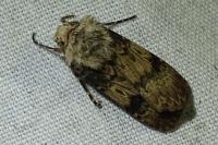 Agrotis puta