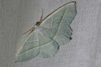 Campaea margaritaria