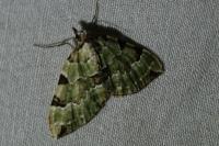 Colostygia pectinataria