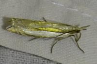 Crambus pascuella