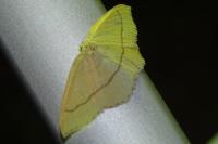 Cyclophora linearia