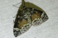 Dysstroma truncata