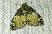 Dysstroma truncata