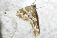 Electrophaes corylata