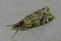 Eudonia