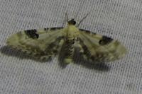 Eupithecia centaureata