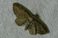 Eupithecia tripunctaria
