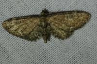 Eupithecia vulgata