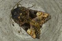 Euplexia lucipara