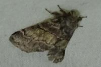 Gluphisia crenata