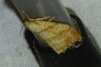 Falcaria lacertinaria