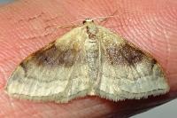 Idaea degeneraria
