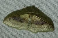 Idaea degeneraria