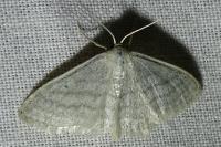 Idaea subsericeata