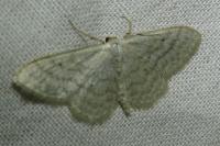Idaea subsericeata