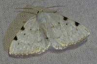 Lomographa bimaculata