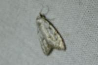 Nola confusalis