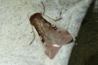 Ochropleura plecta