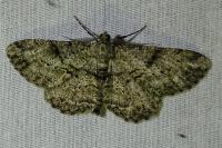 Peribatodes rhomboidaria rhomboidaria