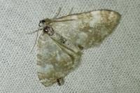 Perizoma flavofasciata