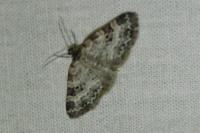 Pterapherapteryx sexalata