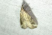 Schrankia costaestrigalis