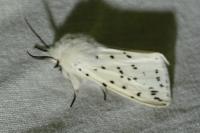 Spilosoma lubricipeda