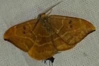 Watsonalla binaria
