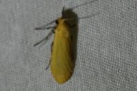 Wittia sororcula