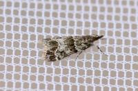 Eudonia mercurella