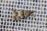 Eudonia mercurella