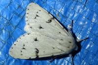 Acronicta leporina