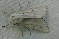 Acronicta leporina