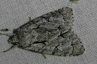 Acronicta psi/tridens