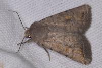 Caradrina montana rougemonti
