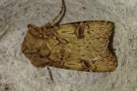 Agrotis puta