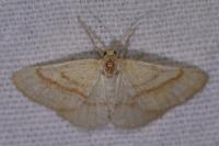 Aplasta ononaria