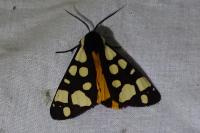 Arctia villica
