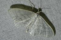 Idaea subsericeata