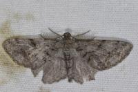 Peribatodes secundaria secundaria