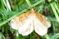 Cepphis advenaria