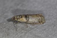 Sciota rhenella
