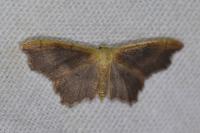 Idaea emarginata