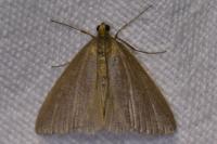 Evergestis aenealis