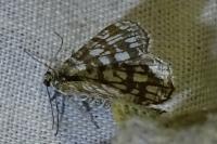 Chiasmia clathrata