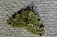 Colostygia pectinataria