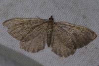 Philereme vetulata
