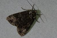 Craniophora ligustri